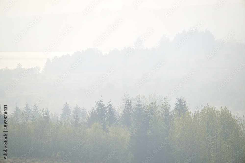 Fototapeta premium Scenic view of lush coniferous trees in foggy forest