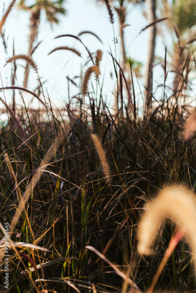 Obraz premium Autumn Grasses and Golden Ears
