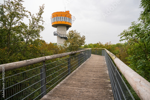 Boardwalk at Hainich National Park, National park in Thuringia photo