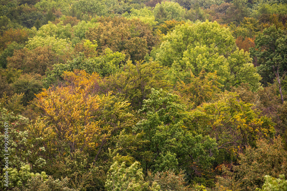 Hainich National Park, National park in Thuringia Hainich National Park, National park in Thuringia