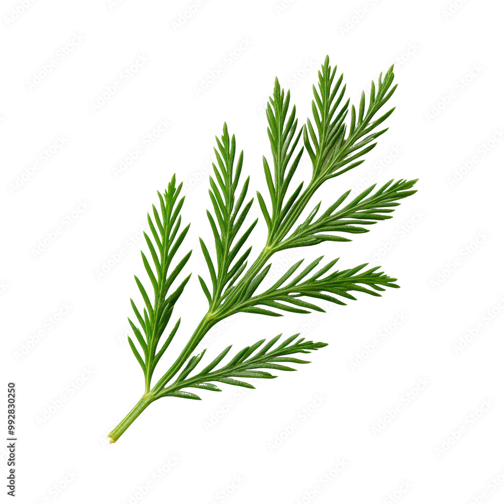 Close-up of a Green Pine Branch Isolated on Transparent Background with Detailed Needle Texture Close-up of a Green Pine Branch Isolated on Transparent Background with Detailed Needle Texture