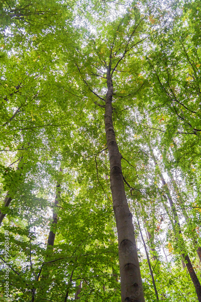 Fototapeta premium The Canopy at Hainich National Park, National park in Thuringia