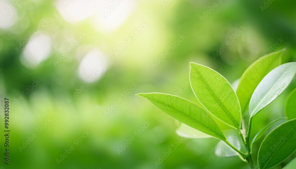 featuring natural green leaves that thrive in the garden in summer. featuring natural green leaves that thrive in the garden in summer.