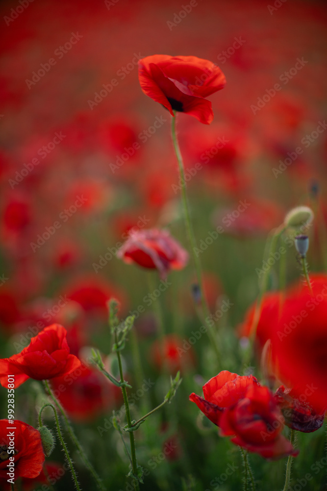 Poppies Field Flowers Red: A close-up view of a field of red poppies swaying gently in the wind. Poppies Field Flowers Red: A close-up view of a field of red poppies swaying gently in the wind.