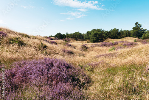 Beautiful view of grassy sand dunes and field with purple heather flowers on a sunny late summer day in Roemoe Island Denmark. (Calluna vulgaris)