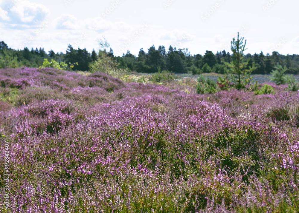 The area of moors and swamps with blossoming purple heather flowers during summer time. (Calluna vulgaris) Romo Island, Denmark The area of moors and swamps with blossoming purple heather flowers during summer time. (Calluna vulgaris) Romo Island, Denmark