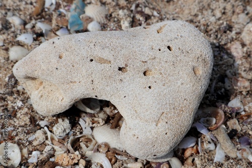 a piece of coral and beach sand