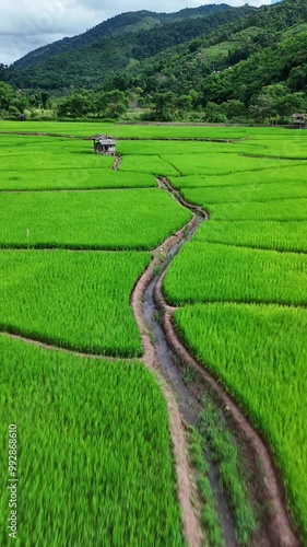 Aerial view of Green Terraces rice field, a beautiful natural beauty on mountain in Nan, Ban wen Rice Terraces, Bokluea Nan Province, Thailand. photo