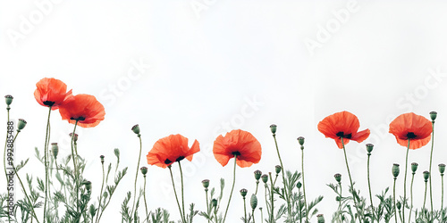 Poppies in White Background