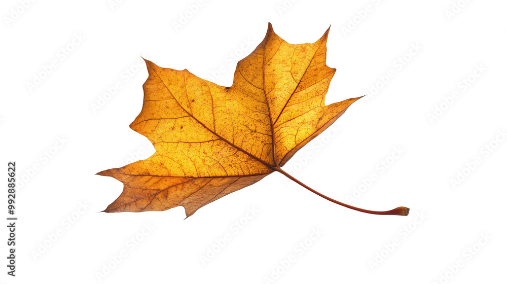 Yellow maple leaf, white isolate background Yellow maple leaf, white isolate background