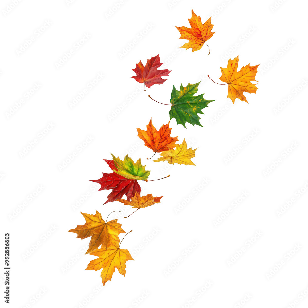 Colorful autumn leaves, white isolate background Colorful autumn leaves, white isolate background