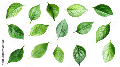 Various green leaves, white isolate background