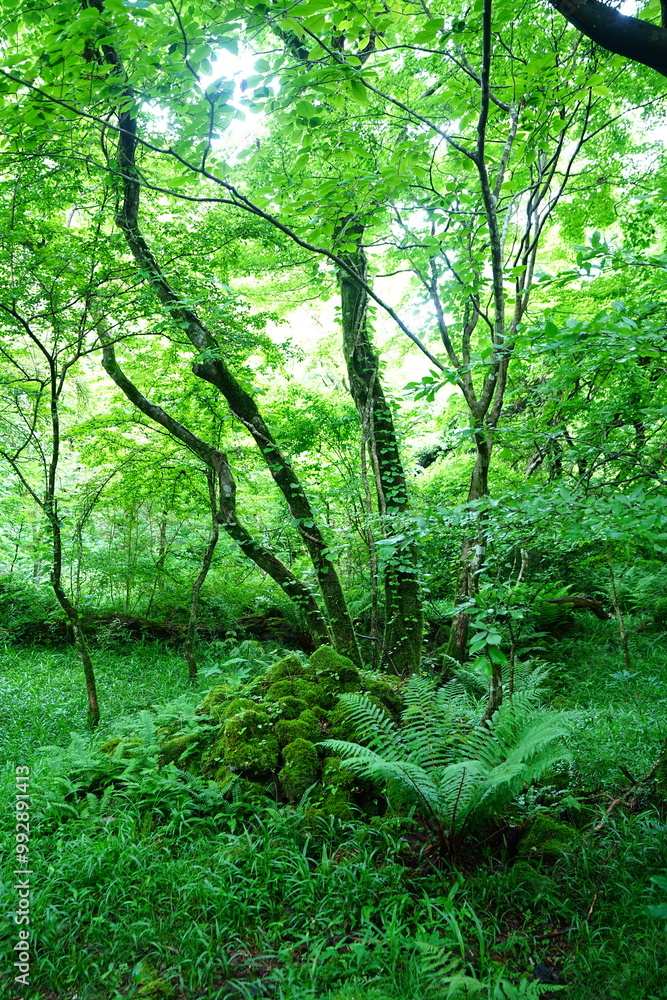 Obraz premium fresh ferns and mossy old trees in spring forest