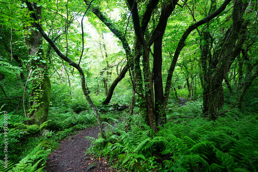 mossy old trees and path in spring forest mossy old trees and path in spring forest