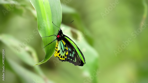 Photography a male cairns birdwing butterfly on a leaf