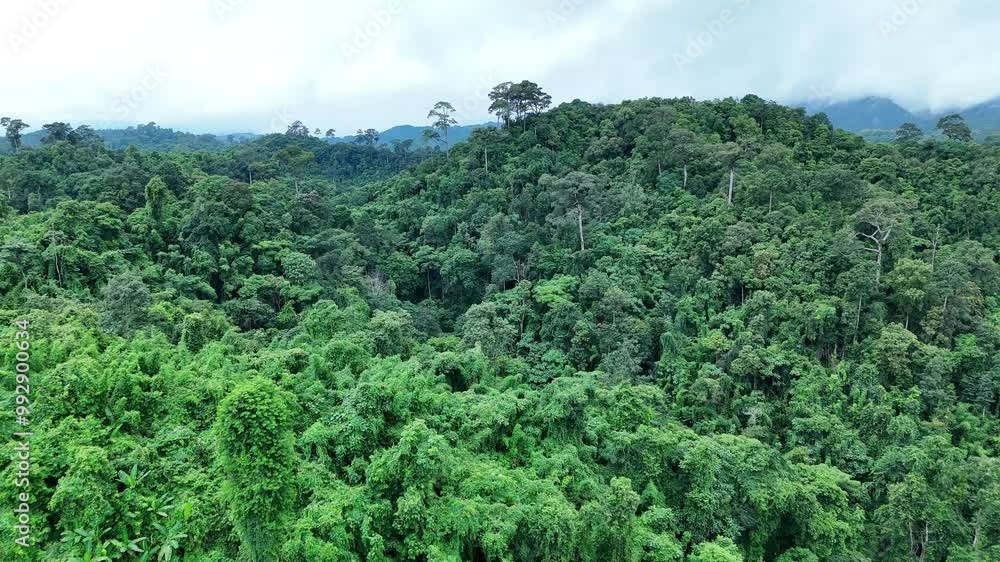 Aerial drone shot over primary Jungle tropical rain forest in Nan, Thailand. Aerial view, moving over a rainforest tree canopy in a slow pace beautiful green nature background of a tropical forest. Aerial drone shot over primary Jungle tropical rain forest in Nan, Thailand. Aerial view, moving over a rainforest tree canopy in a slow pace beautiful green nature background of a tropical forest.
