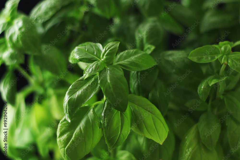 A bunch of basil in low key A bunch of basil in low key