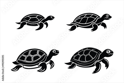 turtle illustration