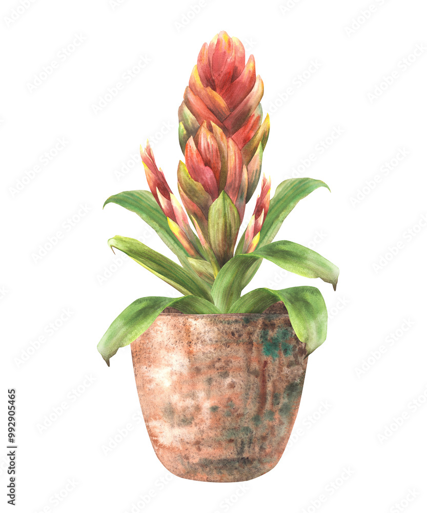 custom made wallpaper toronto digitalHouseplant. Interior exotic red home plants potted. Home red flower pot closeup. Tropical bromeliad, indoor plant. Exotic greenery clipart. Watercolor hand drawn illustration. Isolated from background