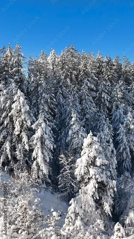 Paesaggio invernale. I rami degli Alberi carichi di neve fresca.
Suggestiva immagine verticale. Candida neve fresca appena caduta sui rami. Alba con il sole in controluce. Paesaggio invernale. I rami degli Alberi carichi di neve fresca.
Suggestiva immagine verticale. Candida neve fresca appena caduta sui rami. Alba con il sole in controluce.