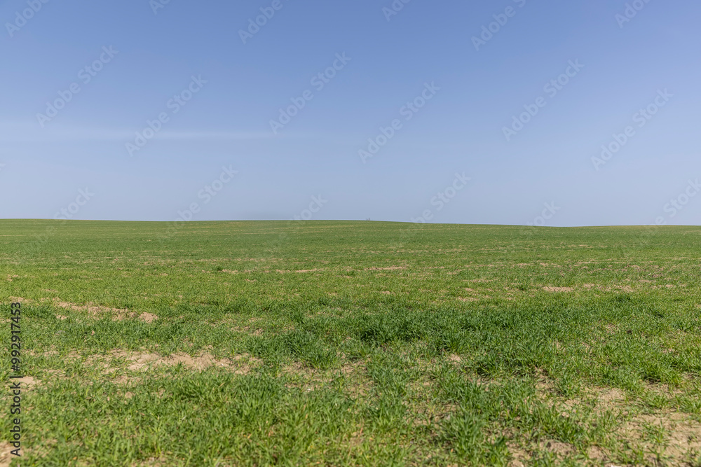winter frost-resistant wheat is green in early spring winter frost-resistant wheat is green in early spring
