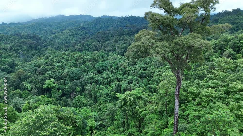 Aerial drone shot over primary Jungle tropical rain forest in Nan, Thailand. Aerial view, moving over a rainforest tree canopy in a slow pace beautiful green nature background of a tropical forest. Aerial drone shot over primary Jungle tropical rain forest in Nan, Thailand. Aerial view, moving over a rainforest tree canopy in a slow pace beautiful green nature background of a tropical forest.