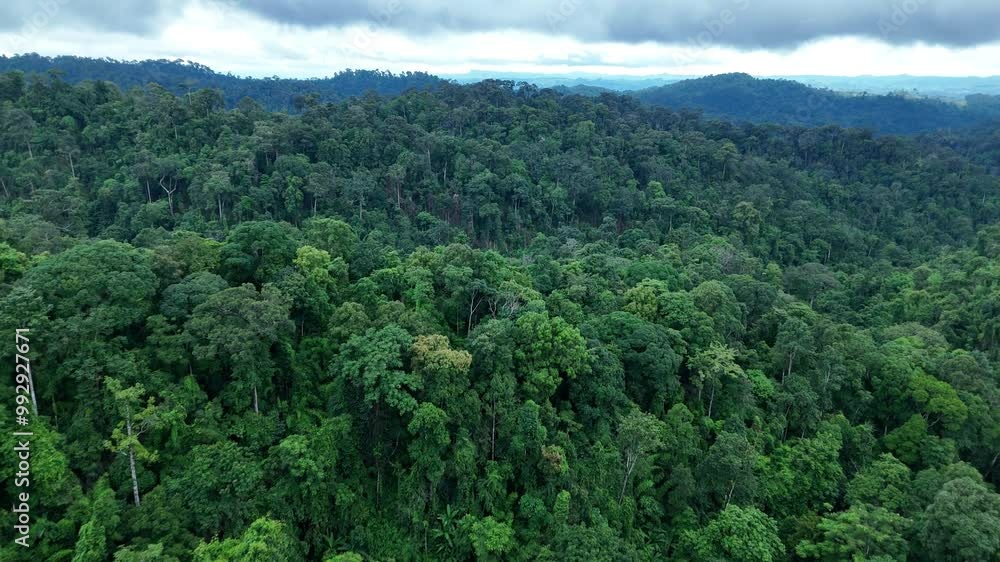 Aerial drone shot over primary Jungle tropical rain forest in Nan, Thailand. Aerial view, moving over a rainforest tree canopy in a slow pace beautiful green nature background of a tropical forest. Aerial drone shot over primary Jungle tropical rain forest in Nan, Thailand. Aerial view, moving over a rainforest tree canopy in a slow pace beautiful green nature background of a tropical forest.