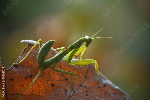 Tableau sur toile Praying Mantid Hierodula patellifera Serville