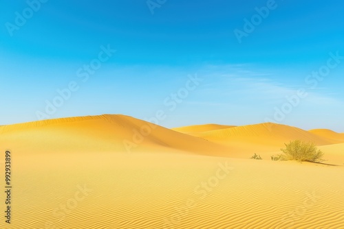 Golden dunes in the desert, illuminated by the setting sun, beneath a clear blue sky