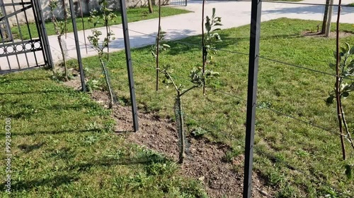 apple trees grown in flat vertical palmettes. branching at sharp angles. a strip of flowerbed with a curb of paving granite blocks. undergrowth under the berries of wild strawberries photo