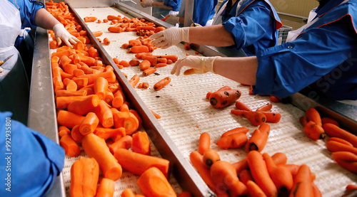 Workers examining and sorting fresh carrots on a conveyor system in a processing facility during daylight hours