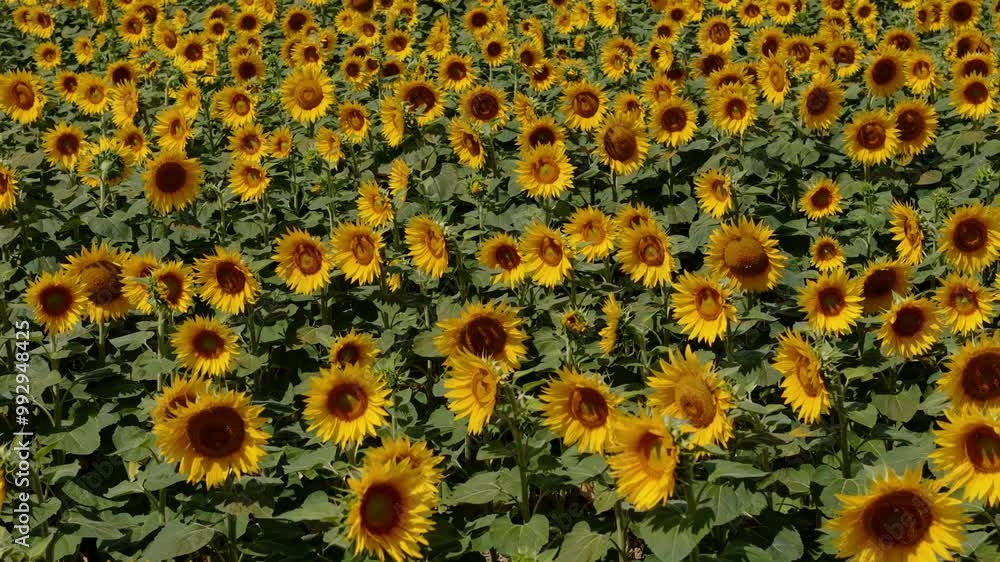 A drone captures a sunflower field at sunset. Eco-friendly farming practices, no chemicals or artificial fertilizers. Harvest season approaches. A drone captures a sunflower field at sunset. Eco-friendly farming practices, no chemicals or artificial fertilizers. Harvest season approaches.