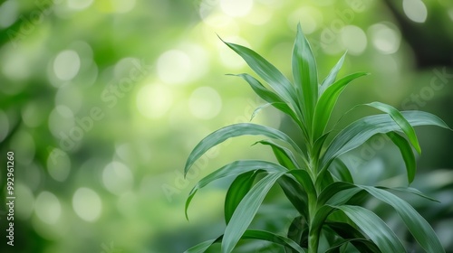Plant Photography of Staghorn Fern Leaves