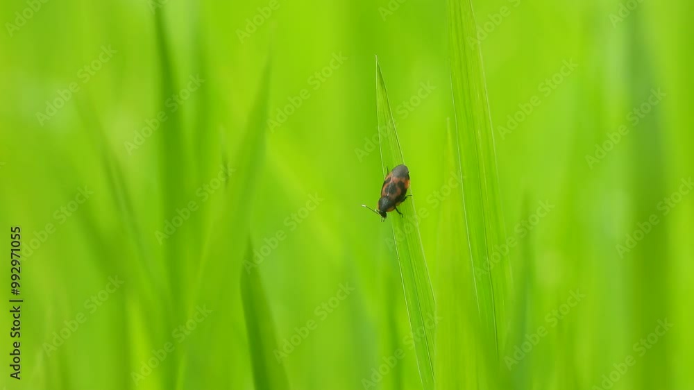 Spider waiting for hunt . Spider waiting for hunt .