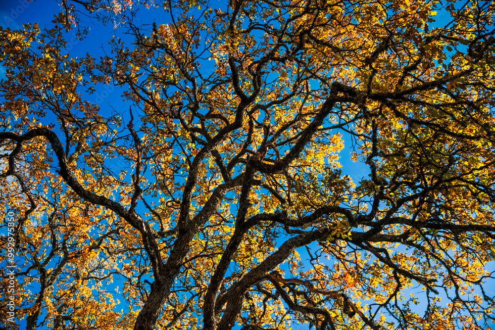 Autumn leaves and branches create a colorful canopy, set against a vivid blue sky, showcasing the beauty of fall in a serene park environment. Autumn leaves and branches create a colorful canopy, set against a vivid blue sky, showcasing the beauty of fall in a serene park environment.