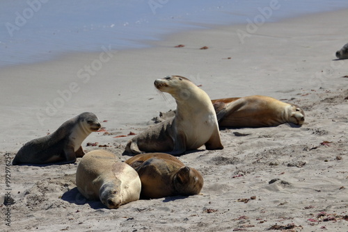 australian sea lion