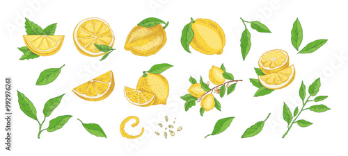 Vector hand drawn lemon set. Whole lemon, sliced pieces, half, leaf, branch, seed and lettering sketch. Tropical  fruit engraved style illustration. Detailed citrus ink drawing.