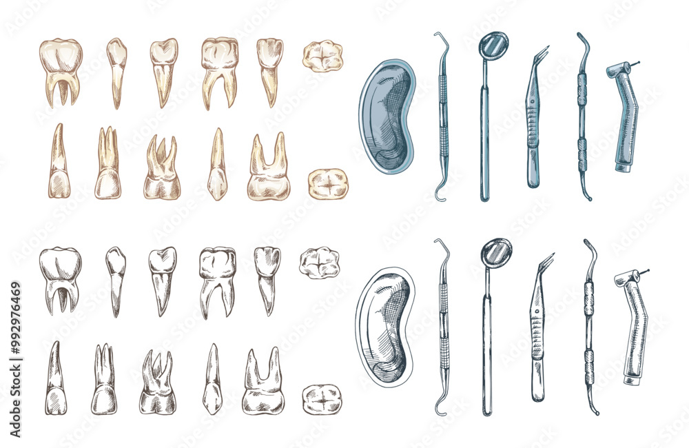 Stomatology hand drawn set. Toothache treatment. Teeth sketch. Different types of human tooth. Engraving fangs and molars. Stomatology hand drawn set. Toothache treatment. Teeth sketch. Different types of human tooth. Engraving fangs and molars.