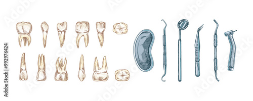Stomatology hand drawn set. Toothache treatment. Teeth sketch. Different types of human tooth. Engraving fangs and molars.