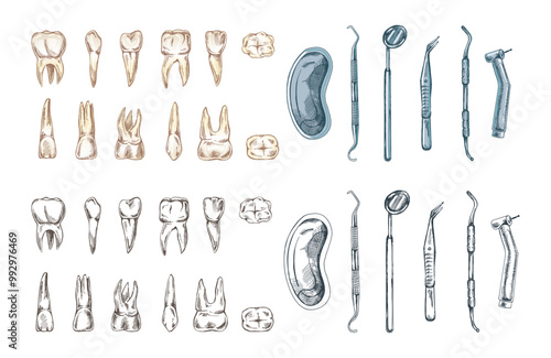 Stomatology hand drawn set. Toothache treatment. Teeth sketch. Different types of human tooth. Engraving fangs and molars.