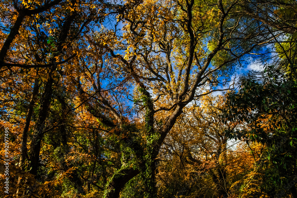 A vibrant display of autumn foliage capturing the essence of a tranquil forest in October. Serene forest filled with a vibrant array of autumn colors, showcasing orange and yellow leaves against sky. A vibrant display of autumn foliage capturing the essence of a tranquil forest in October. Serene forest filled with a vibrant array of autumn colors, showcasing orange and yellow leaves against sky.