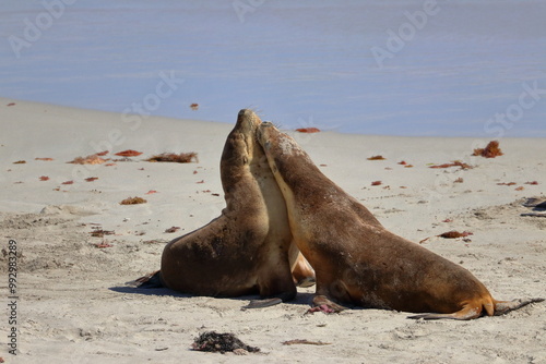 australian sea lion