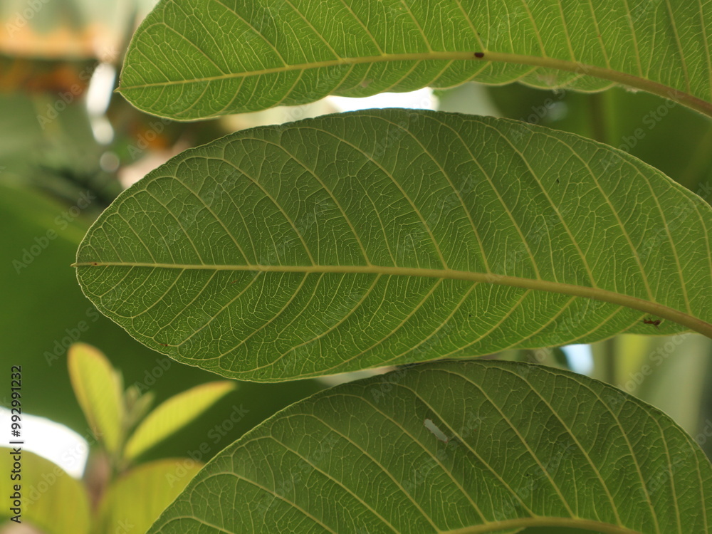 Fresh guava leaves, Guava leaves are efficacious in treating diarrhea Fresh guava leaves, Guava leaves are efficacious in treating diarrhea