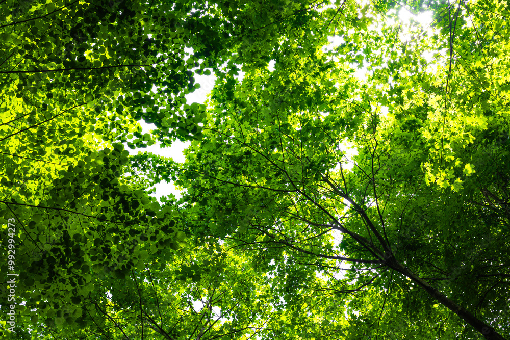 Carbon net zero or carbon neutral background photo. Lush green tree view Carbon net zero or carbon neutral background photo. Lush green tree view