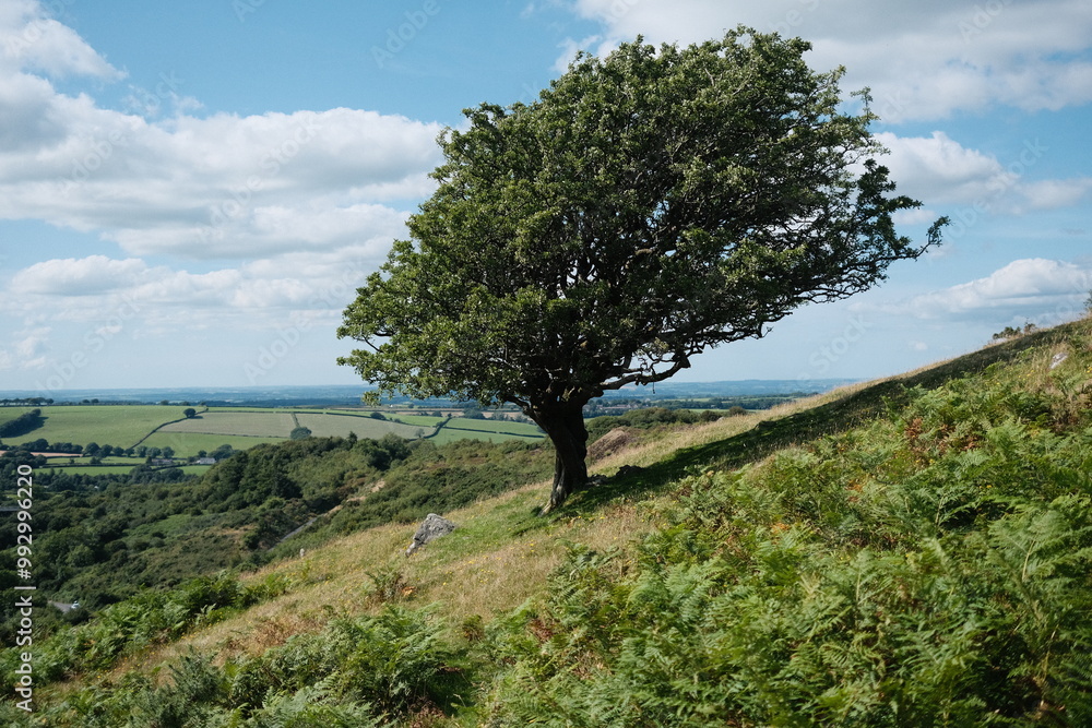 Dartmoor tree Dartmoor tree