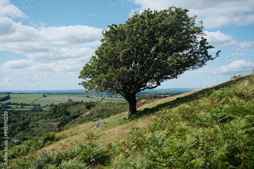 Dartmoor tree photo