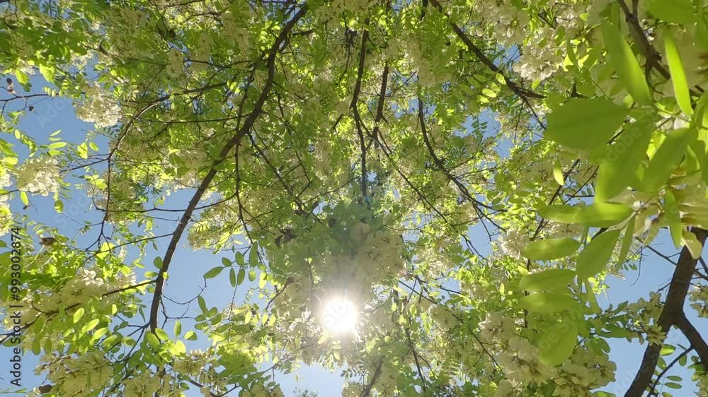 Bottom view, Moving away from crown of flowering tree of False Acacia or Black Locust (Robinia pseudoacacia) between branches on blue sky background, Backlit (Contre-jour), Moving down Bottom view, Moving away from crown of flowering tree of False Acacia or Black Locust (Robinia pseudoacacia) between branches on blue sky background, Backlit (Contre-jour), Moving down