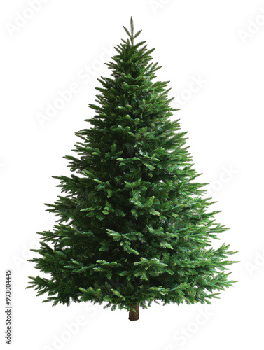 Lush green christmas tree for holiday decoration.