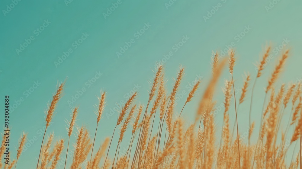 Fototapeta premium A field of golden wheat swaying under a clear blue sky.