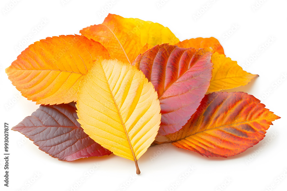 Obraz premium Colorful Autumn Leaves on White Background